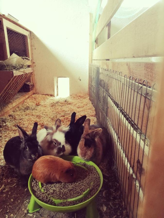 Panoramahof Gupf Gospodarstwo agroturystyczne