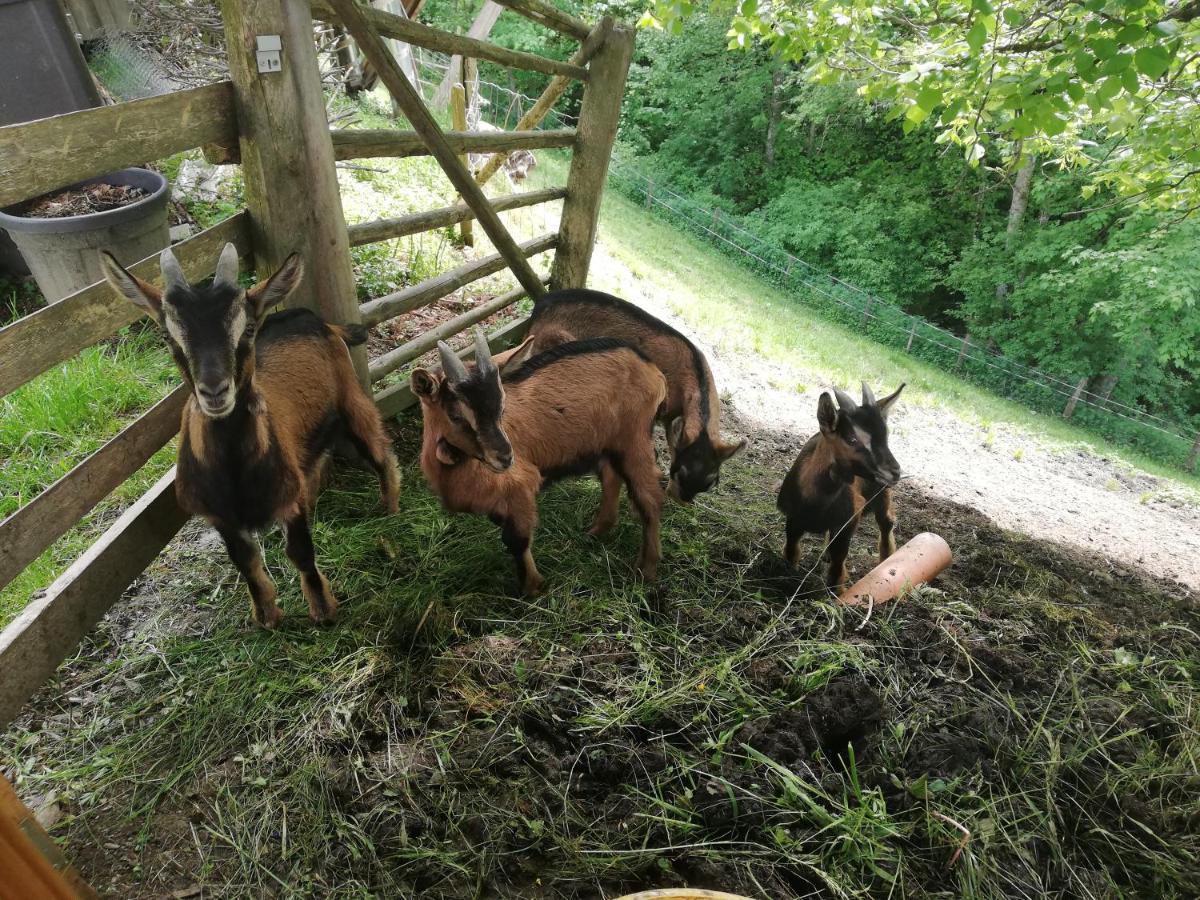 Gospodarstwo agroturystyczne Panoramahof Gupf Grobming