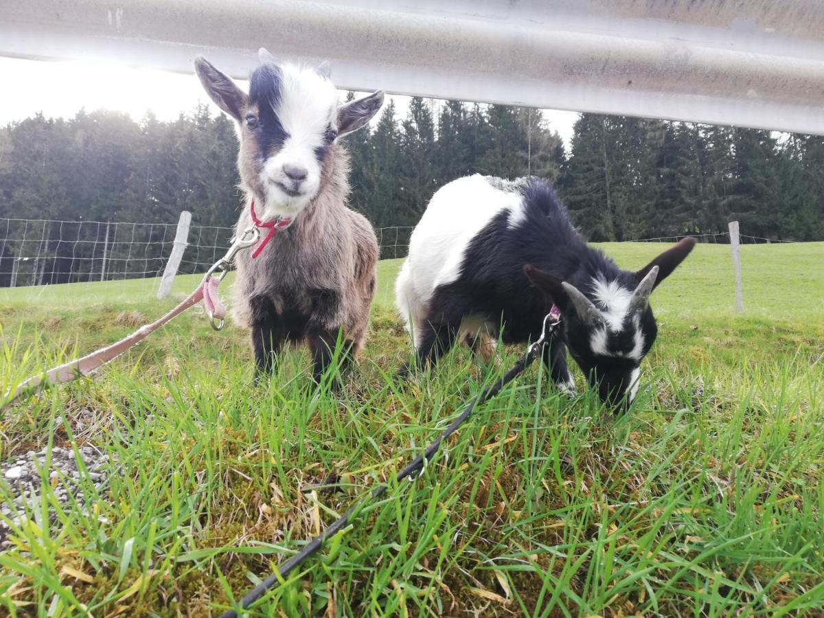 Gospodarstwo agroturystyczne Panoramahof Gupf *